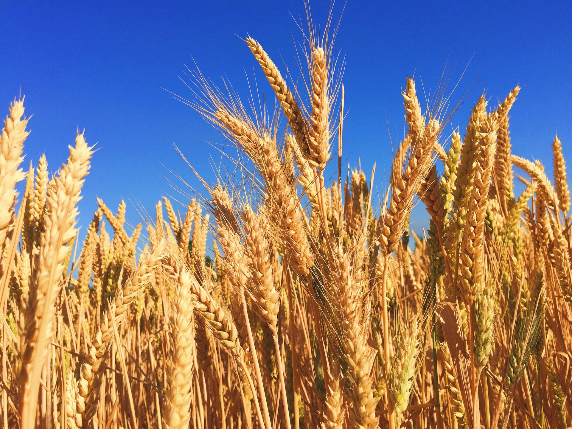 wheat field